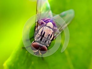 TheÂ houseflyÂ & x28;Musca domeia& x29; is a fly of the suborder Cyclorrhapha. in indian village garden image